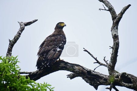 Foto de Águila Serpiente Crestada capturada en el Parque Nacional de Yala. - Imagen libre de derechos