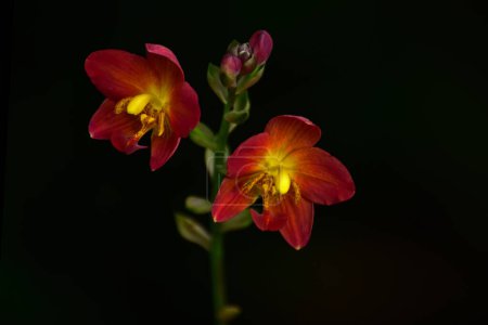 Foto de Una orquídea hermosa encontrada en mi jardín en Galle Sri Lanka. - Imagen libre de derechos