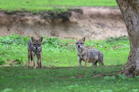 Téléchargez les photos : Les chacals dans le parc national de Yala Sri Lanka. - en image libre de droit