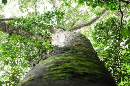 Foto de Árbol grande encontrado en una selva tropical en Sri Lanka. - Imagen libre de derechos