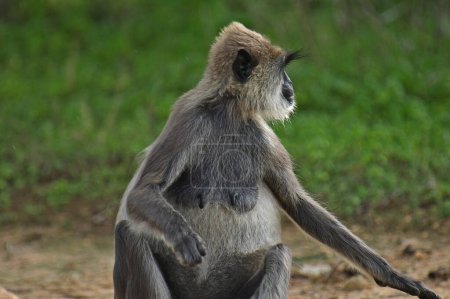 Foto de Monos langur grises en el Parque Nacional de Yala Sri Lanka. - Imagen libre de derechos