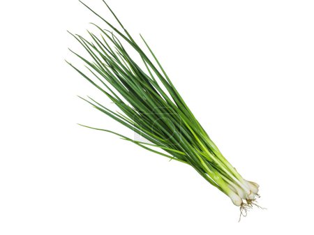 Téléchargez les photos : Un bouquet d'oignons verts sont isolés sur fond blanc. - en image libre de droit