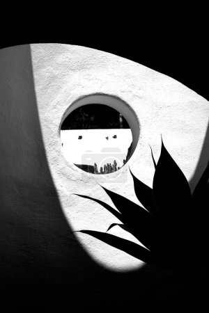 Foto de El cactus - El reflejo de un hermoso cactus en una pared blanca - Imagen libre de derechos