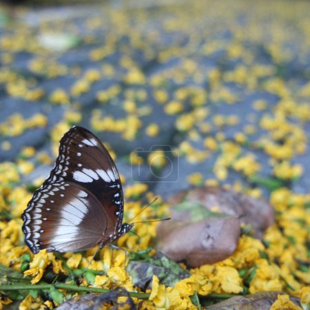 Photo for A Male Blue Moon Butterfly (Hypolimnas bolina bolina) Also Known as Common Eggfly or Great Eggfly Photographed in A Pile of Fallen Yellow Flowers - Royalty Free Image