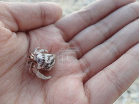Photo for A Hermit Crab Found in White Sand Beach in North Maluku, Indonesia - Royalty Free Image