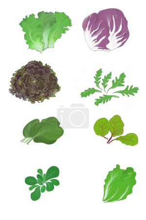 Photo for Salat green, lettuce, arugula, spinach,radicchio, romano, corn salat - Royalty Free Image