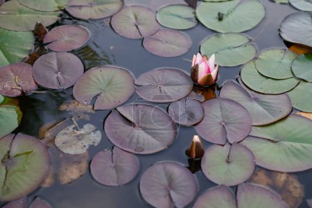 Téléchargez les photos : Enchanteur beautyfull eau lac Lily - en image libre de droit