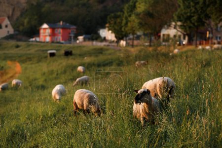 Foto de Sheep and young lambs graze in a field at sunset in a golden sunlight - Imagen libre de derechos