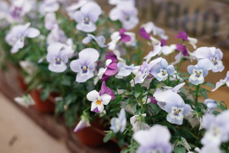 Close up of a tiered planter boxes with violet pansy flowers. The planter box is in a city location with a crowd of people in the background. Sydney