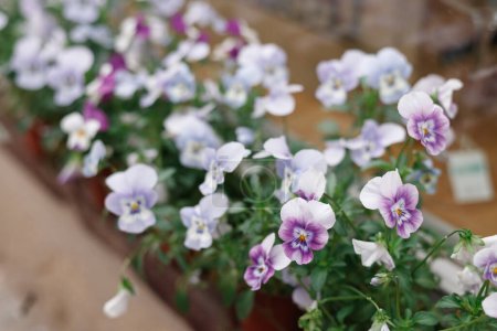 Close up of a tiered planter boxes with violet pansy flowers. The planter box is in a city location with a crowd of people in the background. Sydney
