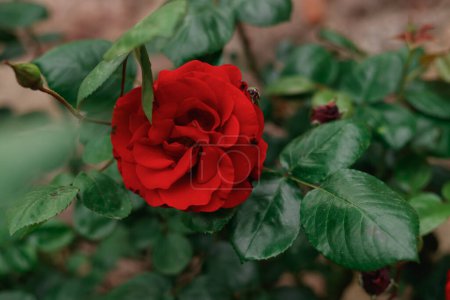 eine rote Rose blühte auf einem Busch, eine Blume umgeben von viel Grün