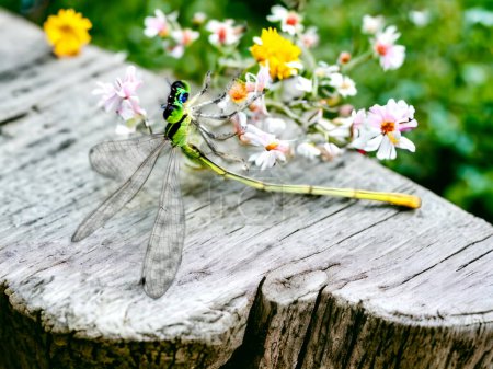 Photo for A green and yellow dragonfly on a wood table, with a flowery garden in the background - Royalty Free Image