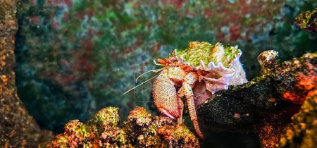 Photo for A closeup shot of a red hermit crab in an aquarium - Royalty Free Image