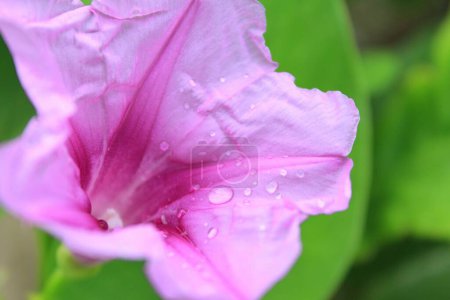 Photo for Morning glory flower with water droplets on the petals, close up - Royalty Free Image