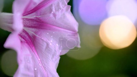 Photo for Morning glory flower in the garden with bokeh background, stock photo - Royalty Free Image