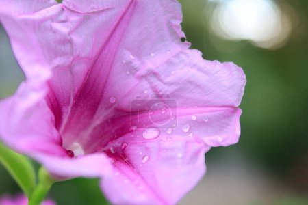 Photo for Morning glory flower with water droplets on the petals, close up - Royalty Free Image