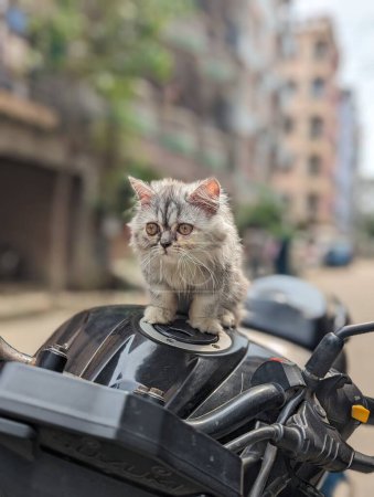 This image shows a small, gray Persian kitten sitting on the gas tank of a motorcycle. The kitten is looking to the left of the image, with a curious expression on its face. The motorcycle is parked