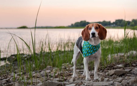 Photo for Beagle dog standing on the shore of the lake at sunset. - Royalty Free Image