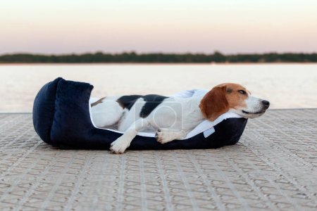 Photo for Beagle dog sleeping on a pillow on the beach at sunset. - Royalty Free Image