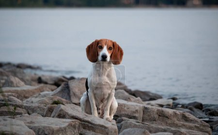Photo for Beagle dog sitting on the rocks near the water. Selective focus. - Royalty Free Image
