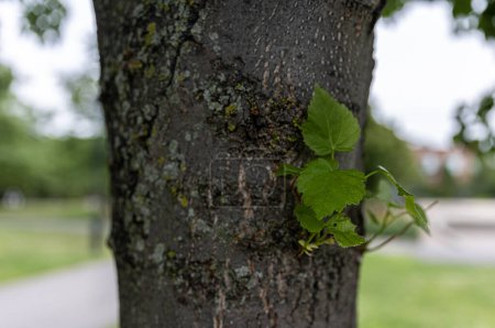 Foto de Hojas verdes jóvenes en el tronco de un árbol. Fondo natural. En un parque en Montreal, Rosemont, La Petite-Patrie. Parc Jean-Duceppe - Imagen libre de derechos