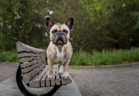 Bulldog francés sentado en un banco de madera en el parque. Enfoque selectivo.