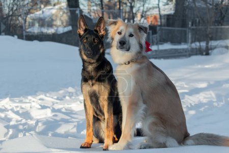 Téléchargez les photos : Deux chiens sont assis sur la neige en hiver. Le chien regarde la caméra.. - en image libre de droit