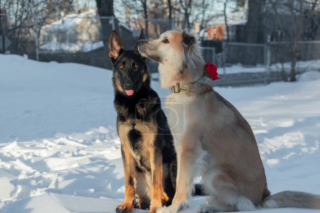 Téléchargez les photos : Deux chiens sont assis sur la neige en hiver. Amitié entre chiens. - en image libre de droit