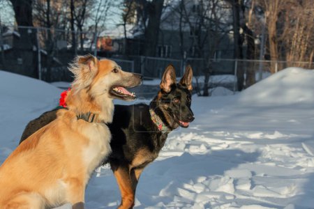 Téléchargez les photos : Deux chiens en promenade dans le parc en hiver. Amitié entre chiens. - en image libre de droit