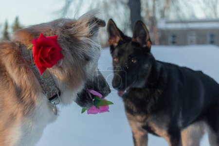 Téléchargez les photos : Chien de berger allemand avec une rose rouge dans la bouche et un berger allemand noir - en image libre de droit