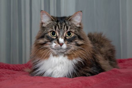 beautiful long-haired cat of siberian breed on a red background