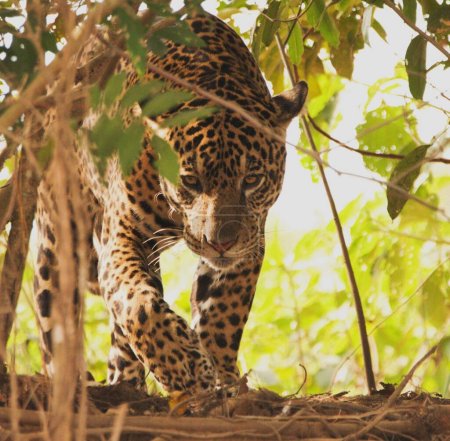 Téléchargez les photos : Léopard dans la jungle brésilienne. Yaguarete en el pantanal de Brasil. - en image libre de droit