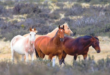 Foto de Hermos caballos en la patagonia - Imagen libre de derechos