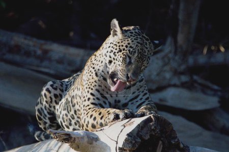 Foto de Jaguar sobre un tronco, ID:Marcela. En el Pantanal Mato Grosso. Todos los Jaguar son identificados, todos ellos tienen, sus respectivos nombres. - Imagen libre de derechos