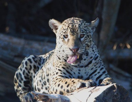 Foto de Jaguar  sobre un tronco, cercano al Rio Cuiaba, ID: Marcela. En el Pantanal Mato Grosso. Todos los Jaguar son identificados, todos ellos tienen, sus respectivos nombres. - Imagen libre de derechos