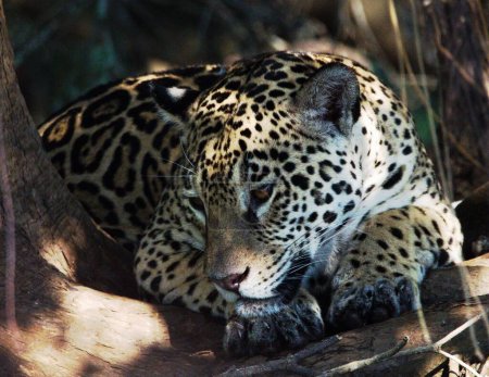Foto de Jaguar recostado bajo un arbol, ID: Inka. En el Pantanal Mato Grosso. Todos los Jaguar son identificados, todos ellos tienen, sus respectivos nombres. - Imagen libre de derechos