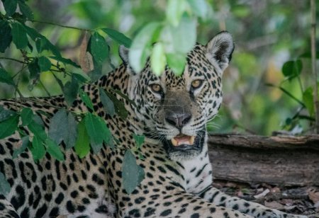 Foto de Jaguar recostado bajo un arbol, ID: Medrosa. En el Pantanal Mato Grosso. Todos los Jaguar son identificados, todos ellos tienen, sus respectivos nombres. - Imagen libre de derechos