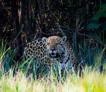 Téléchargez les photos : Jaguar, tratando de cruzar el canal Corixo Negro. ID: Forasteiro. En el Pantanal Mato Grosso. Todos los Jaguar son identificados, todos ellos tienen, sus respectivos nombres. - en image libre de droit