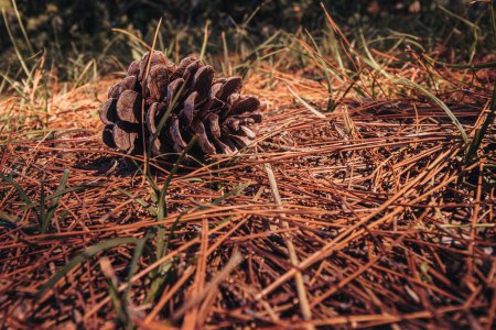 Téléchargez les photos : Cône de cèdre sur le sol forestier avec, entier et ouvert, dans la saison chaude.. Photo de haute qualité - en image libre de droit