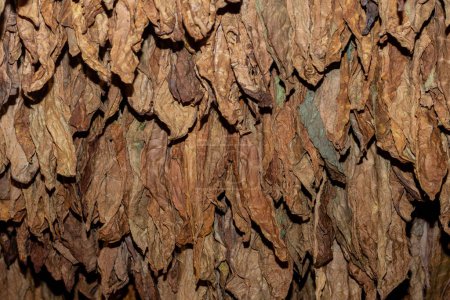 Photo for Cut tobacco and tobacco leaves. High quality photo - Royalty Free Image