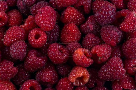 fruit banner from the harvest of ripe organic raspberries. Red ripe raspberries as a background High quality photo