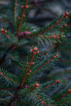 Background, an abstraction of Christmas tree twigs with needles on a blurry background High quality photo