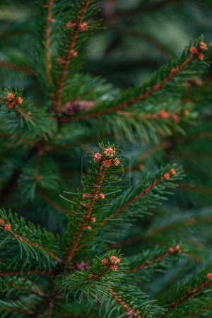 Background, an abstraction of Christmas tree twigs with needles on a blurry background High quality photo