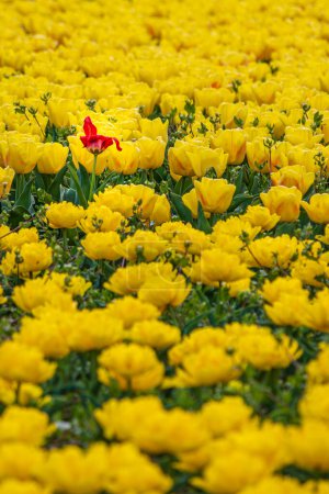 Un pequeño campo de tulipanes amarillos en primavera Foto de alta calidad