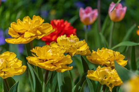 Tulipanes amarillos en el jardín en casa. Enfoque suave selectivo Foto de alta calidad