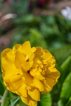 Eine große gelbe Tulpe im heimischen Garten. Selektiver Weichfokus Hochwertige Fotos