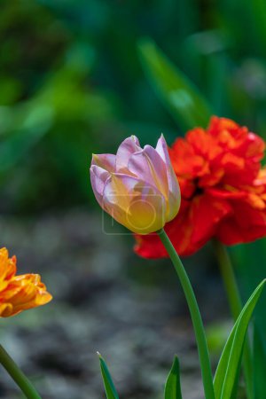 Rot-gelbe und rosa-weiße Tulpe im Garten. Selektiver Weichfokus Hochwertige Fotos