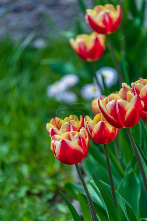 Red yellow small tulips in the garden at home High quality photo