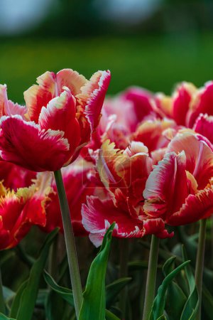 Los tulipanes se acercan. Plantas de jardín de primavera. Enfoque suave selectivo Foto de alta calidad