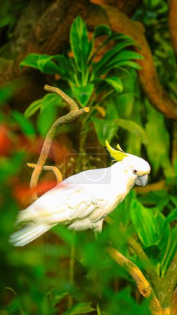 Téléchargez les photos : Parrot, Sulphur-Crested Cackatoo, Burung Kakak tua jouant sur la branche dans la forêt verte, Indonésie. Les cacatoès appartiennent à la famille des Cacatuidae. Dans la culture indonésienne, le "burung kaktua" est souvent célébré pour sa beauté et son charme. - en image libre de droit
